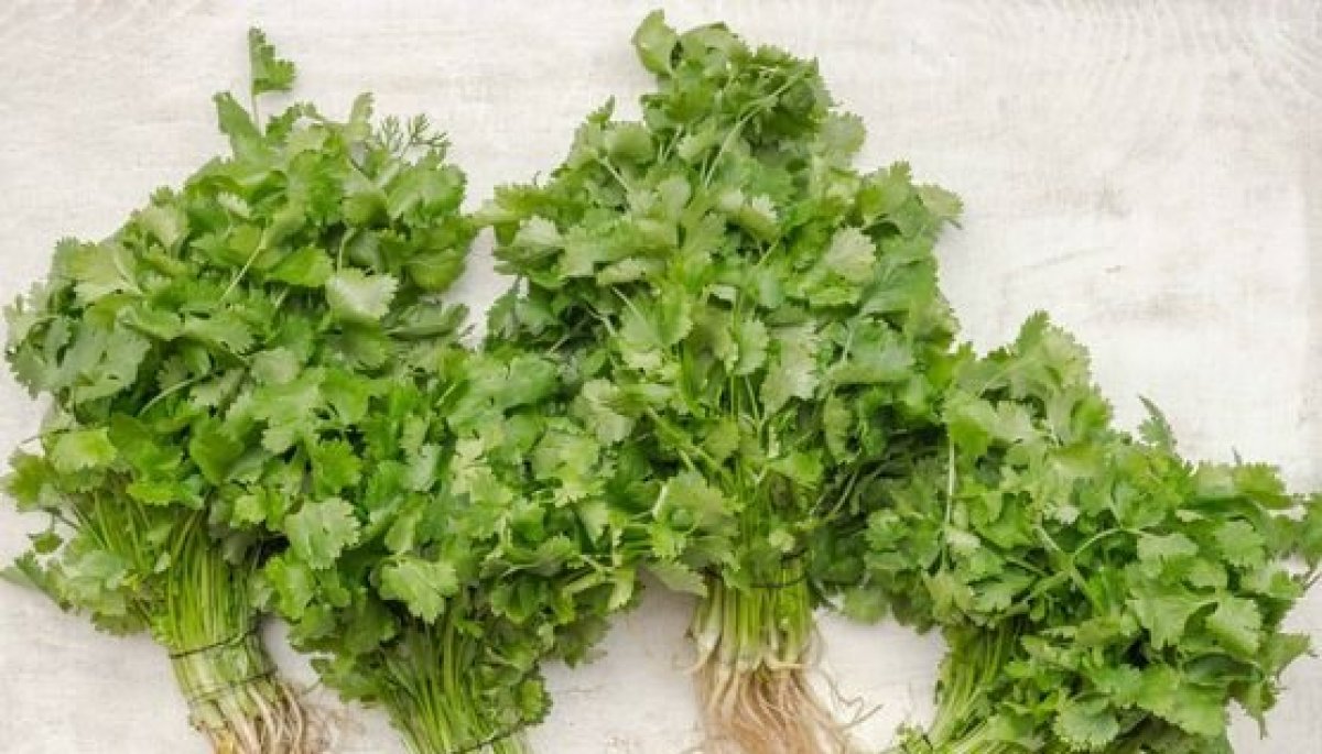 Cerca del 14 de la población tienen genes que lo hacen odiar el