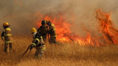 Sindicatos critican creación de Sernafor y alertan retroceso en legislación forestal: “Están despedazando a Conaf”