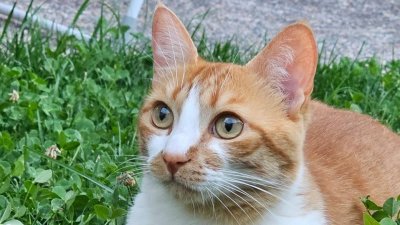 Los tildan de locos: Cinco mitos sobre los gatos naranjas