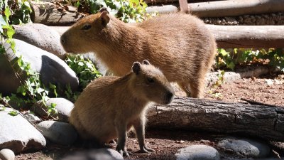 Tras éxito de primera jornada: Capibara Fest anuncia nueva versión en el Buin Zoo