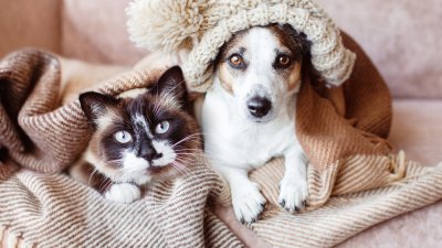 Cuidado de mascotas en invierno: ¿Cuáles son las principales enfermedades que afectan a perros y gatos?