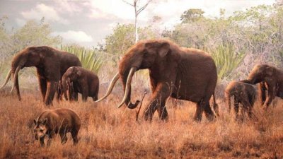 Estudio chileno reveló que la extinción de los mastodontes aún pone en riesgo la flora nativa de Sudamérica