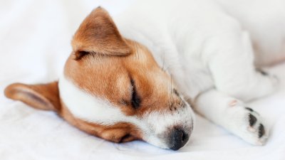 Estudio revela que los perros duermen mal tras situaciones estresantes al igual que los humanos