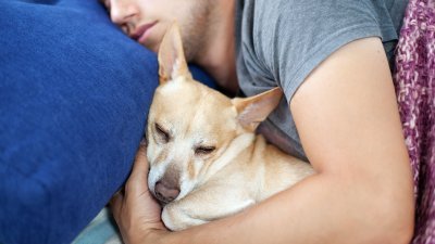 La ciencia lo avala: Estudio revela que más del 40% de los dueños dejan que su perro duerma en su cama
