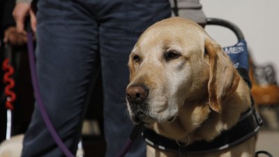 Bienestar animal: En Suecia se prohibió que los perros caseros queden solos por más de seis horas