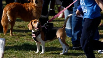 Los regalones de la casa: Tiendas para cuidados se mascotas se duplicaron en los últimos cinco años