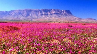 Con floración récord: Revelan cuál es la mejor época para ver el Desierto Florido