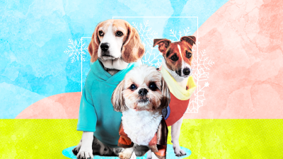 Ropa para perros: Revelan qué canes deberían usarlas y qué tipo de tela es la adecuada
