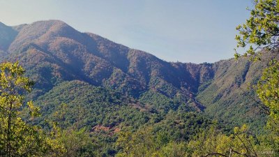 Advierten que bosque mediterráneo chileno está cerca del colapso