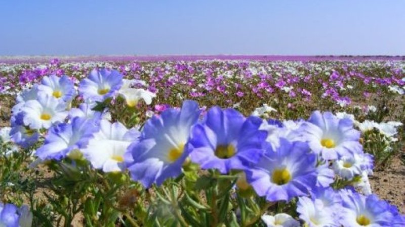 Sobre el Desierto Florido y Dubái: Naturaleza, dinero y decisiones públicas