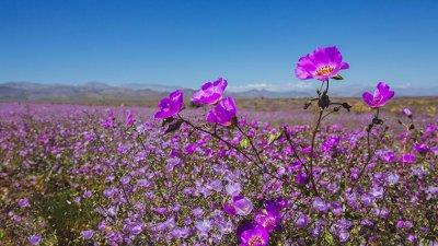 Pata de guanaco: La planta del "desierto florido" podrían ayudar a combatir la sequía agrícola