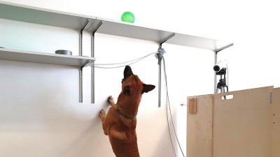 ¿Los perros pueden generar adicción hacia a sus juguetes?