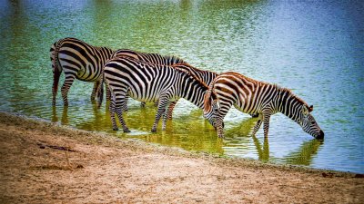 Por qué algunos animales son blancos y negros: el curioso código de la naturaleza