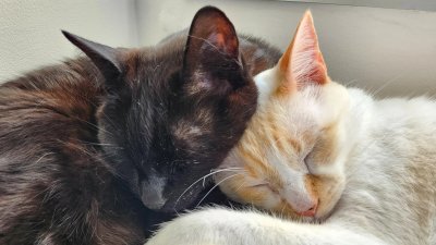 ¿Dos gatos son mejores que uno? En qué factores hay que fijarse antes de adoptar un nuevo felino
