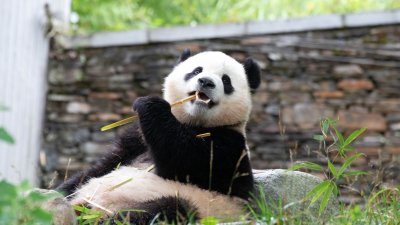 Estudio reveló que compartir videos de animales fortalece tus relaciones interpersonales