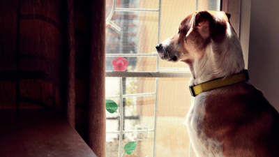 Ansiedad por separación en perros: Cómo saber si sufre por quedarse solo