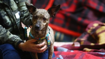 El pelo es el principal desafío para la limpieza de los hogares con mascotas