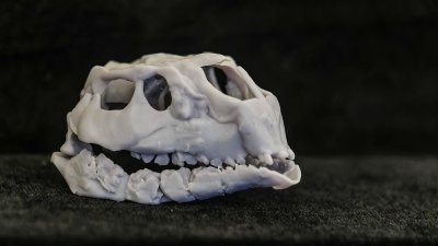 Medía medio metro: Hallan el dinosaurio ornitópodo más pequeño del mundo