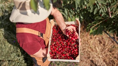 Estudio revela cómo el consumo de cerezas puede mitigar efectos de la obesidad