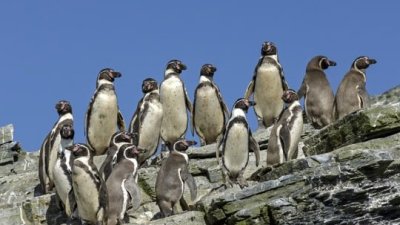 “El día después de Dominga”: El nuevo podcast que advierte sobre el impacto que puede tener el proyecto en el Archipiélago de Humboldt