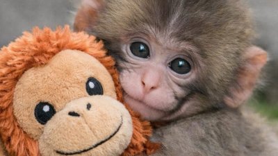 El fenómeno de Punch: Por qué se usan peluches de soporte emocional en las crías de monitos abandonados