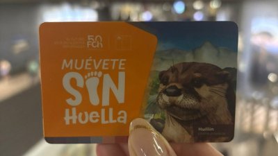 Huillín, la especie nativa que está en peligro de extinción y que inspira la nueva tarjeta Bip! lanzada por Metro