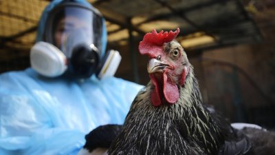 SAG confirmó gripe aviar en gallinas domésticas en El Melón