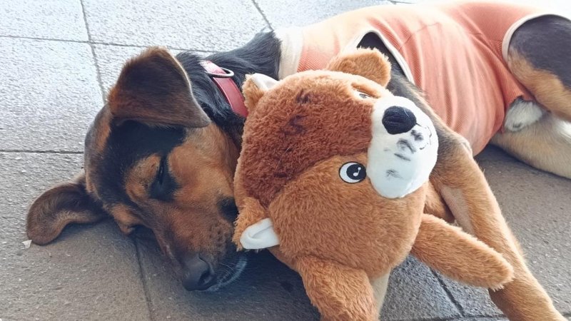 Emiliano, el perrito que se robó la película en el cambio de mando, busca urgente un hogar