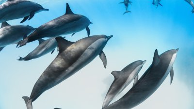 Pantallas contaminantes: Detectan químicos de celulares, televisores y computadores en cerebros de delfines