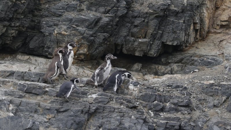 Gobierno retira 43 decretos ambientales: Afecta la protección del Pingüino de Humboldt, parques nacionales y planes de descontaminación
