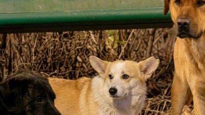 Conmovedora historia: Escape de 7 perros en China se vuelve viral tras recorrer 17 km para volver a casa