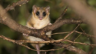 Está en peligro de extinción: Confirman presencia del monito del monte en el Parque Nacional Queulat