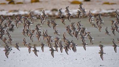 Chile logra la protección del zarapito de pico recto y acelerar la recuperación del chorlo de Magallanes