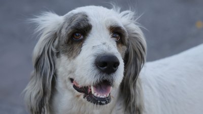 Incluía prohibición de mutilación para “fines estéticos”: Gobierno retiró el nuevo reglamento de la “Ley Cholito”