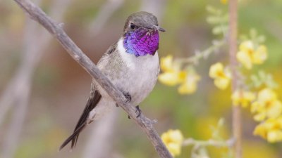 Después de más de 10 años sin registros: Ejemplares del Picaflor de Arica fueron avistados en Chaca