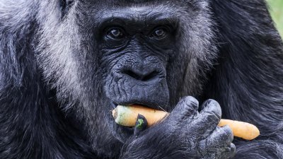 Fue celebrada con una torta de vegetales: La gorila más longeva del mundo cumplió 69 años en el zoológico de Berlín