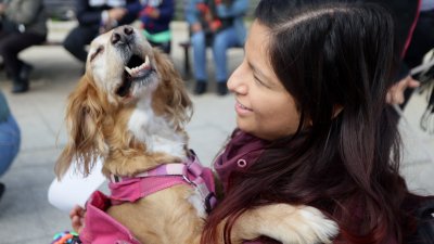 7 de cada 10 chilenos considera a su mascota como parte de su familia y 1 de cada 4 mujeres la considera como su hijo