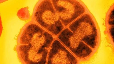 Científicos revelan que los microbios pudieron viajar de un planeta a otro para crear vida