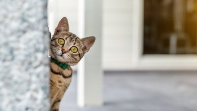 ¿Tu gato no te hace caso? Cómo reprender a tu mascota de forma efectiva y sin estrés