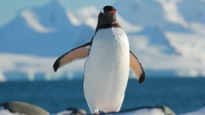 Científicos de Chile, Brasil y EE.UU. descubren una nueva especie de pingüino por primera vez en 100 años