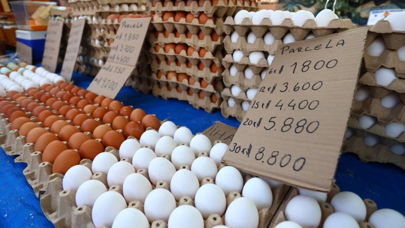 ¿XL, Premium o Súper Color?: Entregan guía para entender las categorías de huevos que se venden en Chile