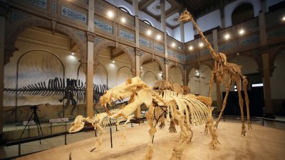 Vacaciones de invierno con ciencia: Museo de Historia Natural amplía exposición sobre evolución y biodiversidad