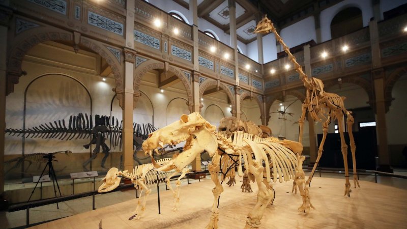 Vacaciones de invierno con ciencia: Museo de Historia Natural amplía exposición sobre evolución y biodiversidad