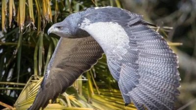 "Es un ave pequeña fantástica.": Cómo es la águila chilena que buscan desesperadamente ingleses en Surrey
