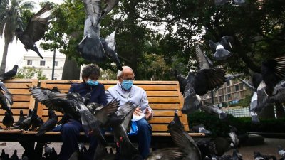 "No alimentar palomas": La campaña que busca frenar una creciente amenaza sanitaria en Concepción