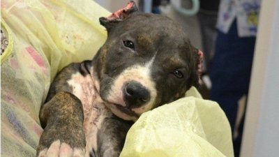 Mutilaciones estéticas a cachorros: Los graves y dolorosos daños que generan en los perros