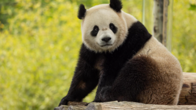 El sueño del Buin Zoo: Lanzan campaña para traer el primer panda gigante a Chile