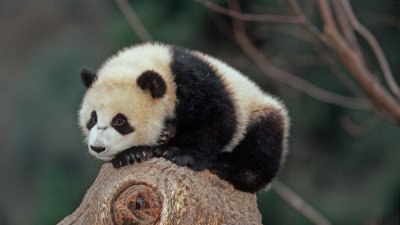 ¿Es factible que un panda gigante viva en Chile? Los riesgos físicos y psicológicos que podría sufrir esta especie en el país