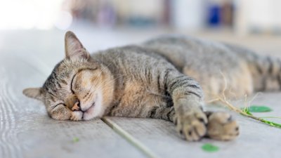 Estudio revela el misterio de por qué los gatos prefieren dormir sobre su lado izquierdo