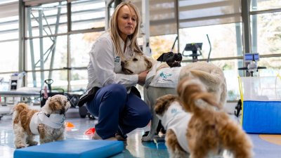 “Dogtores”: Innovadora terapia con perros ayuda a aliviar el dolor crónico de pacientes